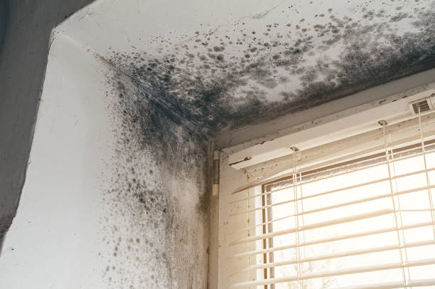 Affordable Hvac And Air Duct Mold Remediation solutions in Lexington, MI